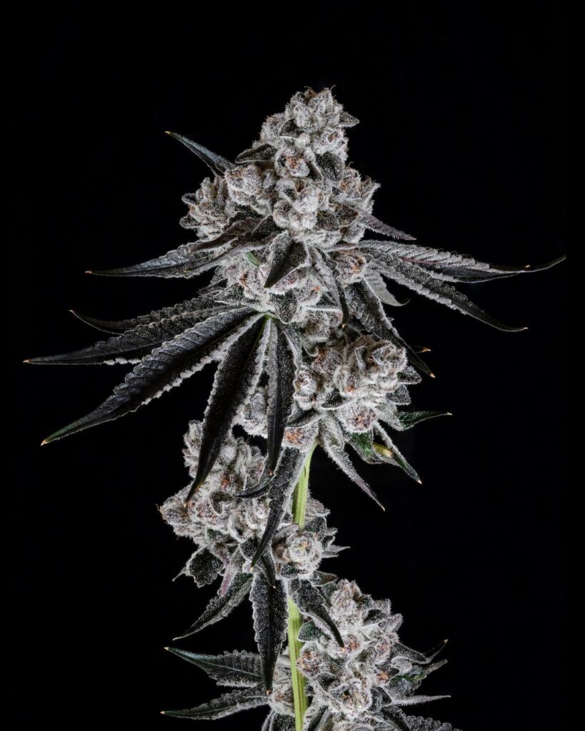 Blue Lobster (Cypher Genetics | Maine Trees)